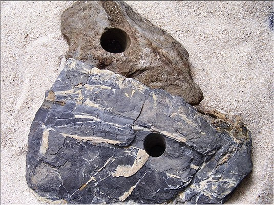 Pholades - schiste perc&eacute; 