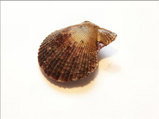 P&eacute;toncle noir - 1