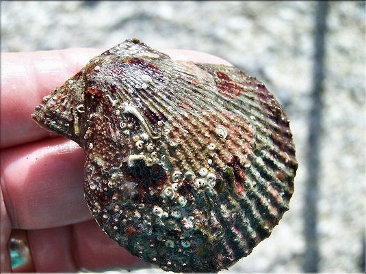 P&eacute;toncle noir - 2