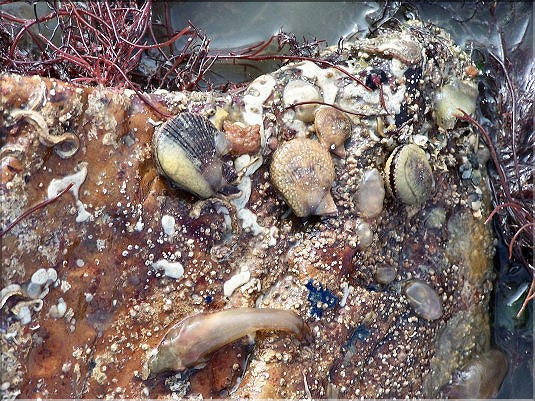 P&eacute;toncle noir - juv&eacute;nile