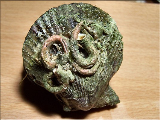 P&eacute;toncle noir et vers filtreurs