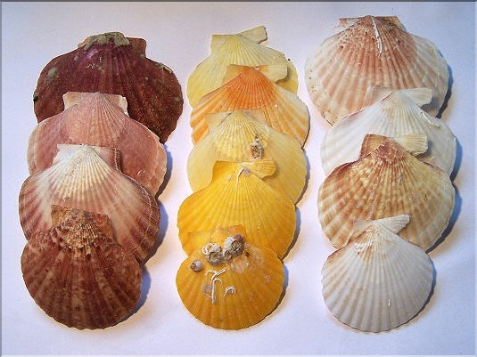 P&eacute;toncles blancs - 3