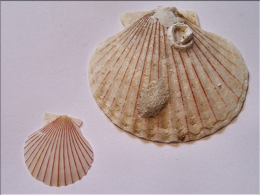 P&eacute;toncles blancs -1