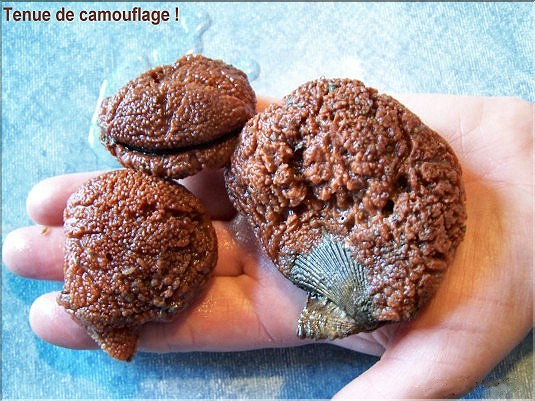 P&eacute;toncles et &eacute;ponges