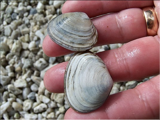 Scrobiculaires ou lavignons