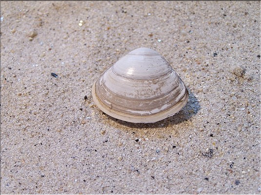 Spisule - Spisula  solida