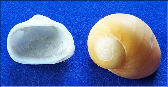 Striarca lactea extrait