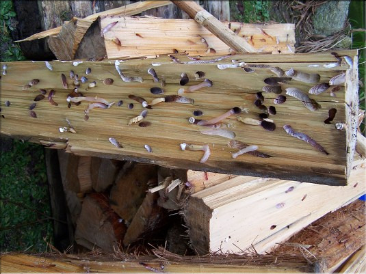 Tarets - tronc coup&eacute;