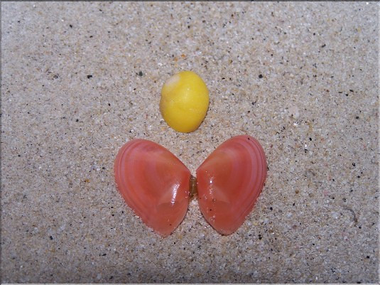 Telline papillon - 1