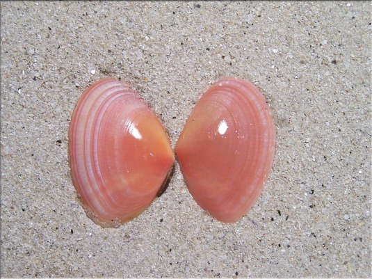 Telline papillon - 2