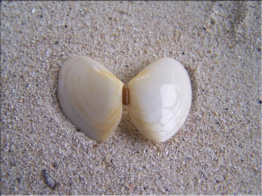 Telline papillon - 3