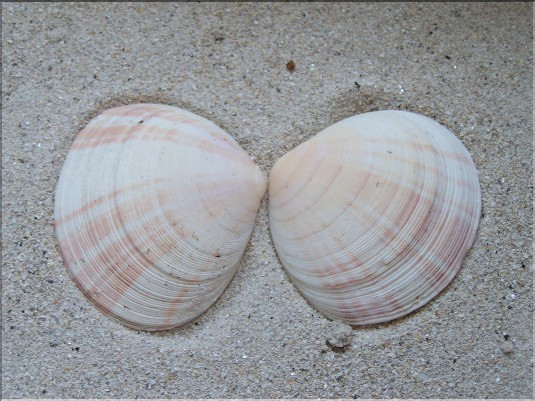 Telline &eacute;paisse