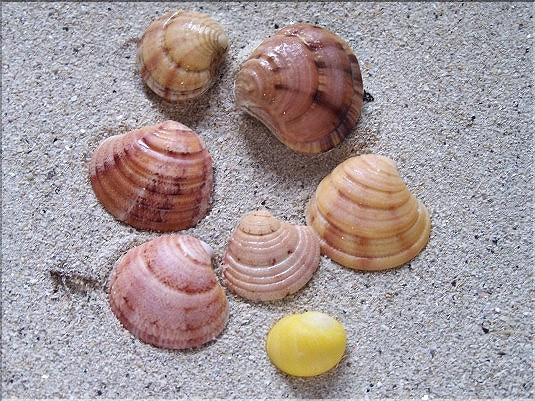 V&eacute;nus fasci&eacute;e - 1