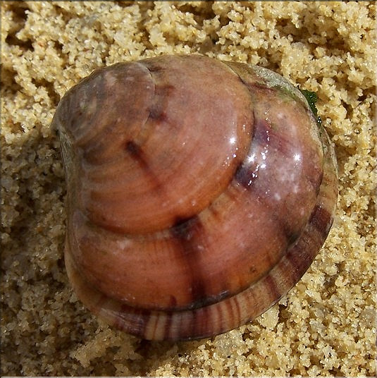 V&eacute;nus fasci&eacute;e - 2