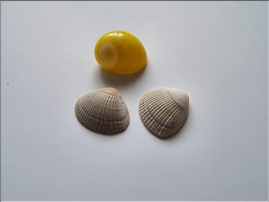 V&eacute;nus ovale -Timoclea ovata 003