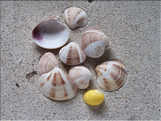 V&eacute;nus poule  -  2