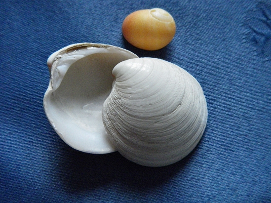 Dosines ou montres - 3