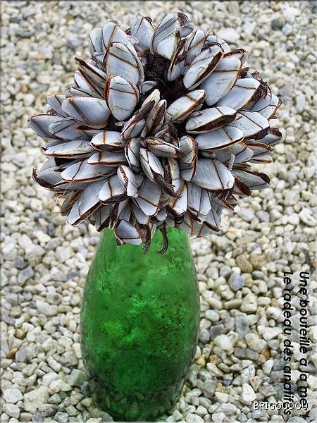 Anatife Lepas anatifera- 2.JPG