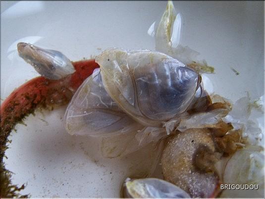 Anatifes - Dosima fascicularis 1.jpg