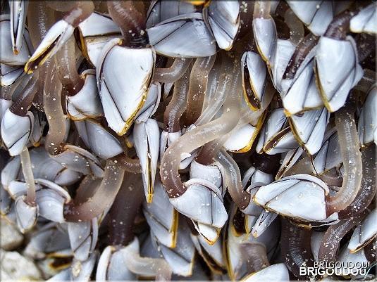 Anatifes - Lepas anatifera  - 1.JPG