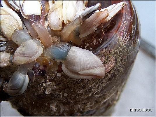 Anatifes - Lepas anserifera.JPG