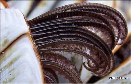 Anatifes Zoom plumets.JPG