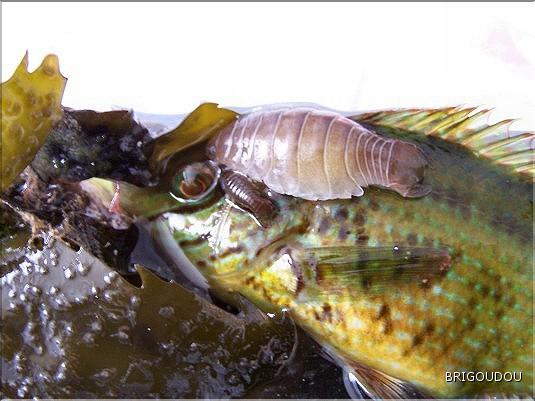 Anilocra frontalis .jpg