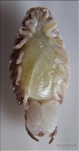 Anilocra frontalis Zoom 2.jpg