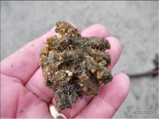 Araign&eacute;e mousse - 1.JPG