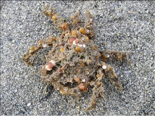 Araign&eacute;e mousse - 2.JPG