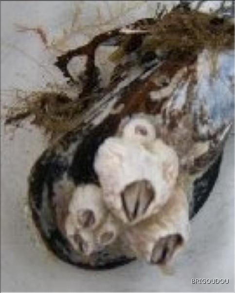 Balanes ouvertes.jpg