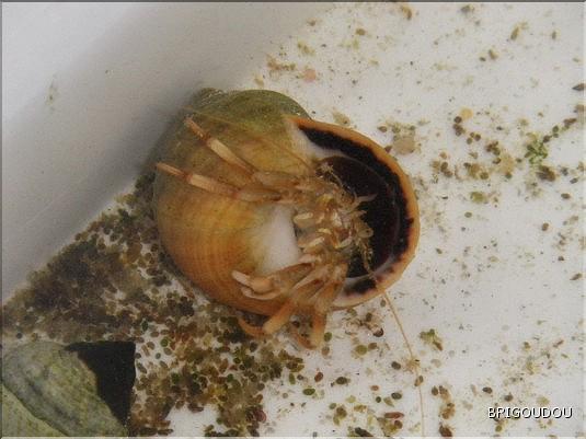 Bernard l'ermite - 2.JPG