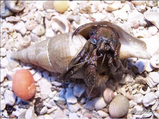 Bernard l'ermite - 3.JPG