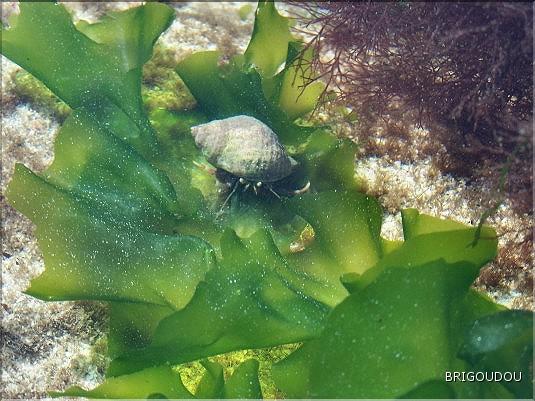 Bernard l'ermite - 4.jpg