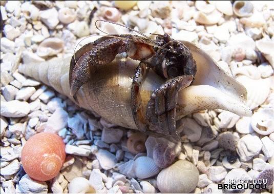 Bernard l'ermite - Pagurus bernhardus.jpg