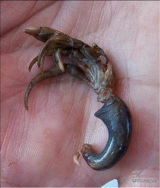 Bernard l'ermite. sans coquille.jpg