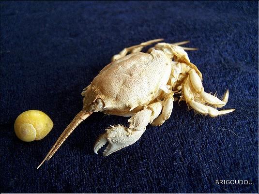 Coryste cassivelaunus .jpg