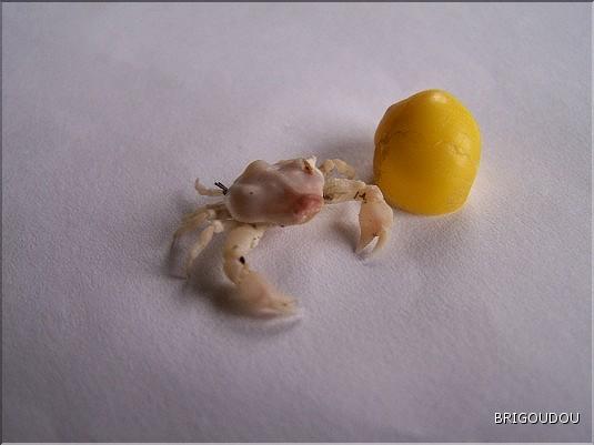 Crabe - Ebalia Tumefacta 003.jpg