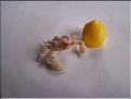 Crabe - Ebalia Tumefacta 003.jpg
