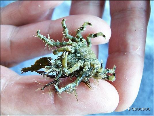 Crabe - Pisa - 2.jpg