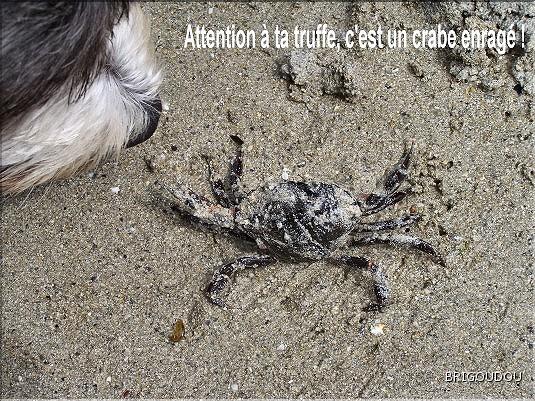 Crabe enrag&eacute; - crabe vert.jpg