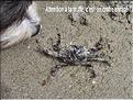 Crabe enrag&eacute; - crabe vert.jpg
