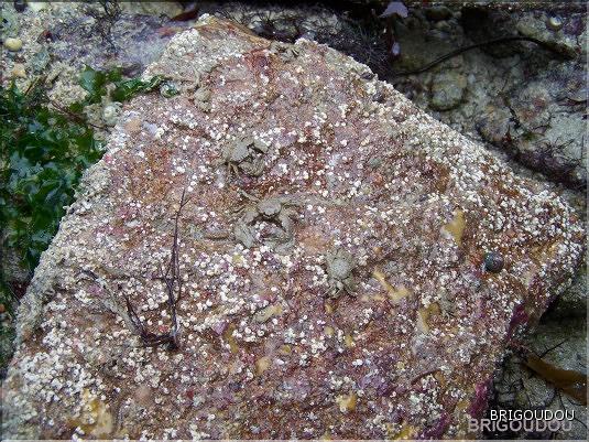 Crabes porcellana platycheles.jpg