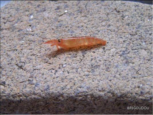 Crevette - famille Hippolytidae.JPG