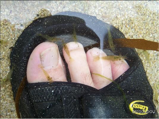 Crevette - &ccedil;&agrave; chatouille !.JPG