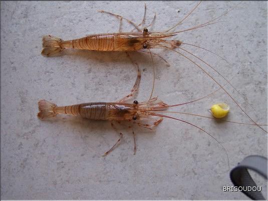Crevettes -  Bouquets - Palaemon elegans.jpg