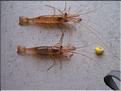 Crevettes -  Bouquets - Palaemon elegans.jpg