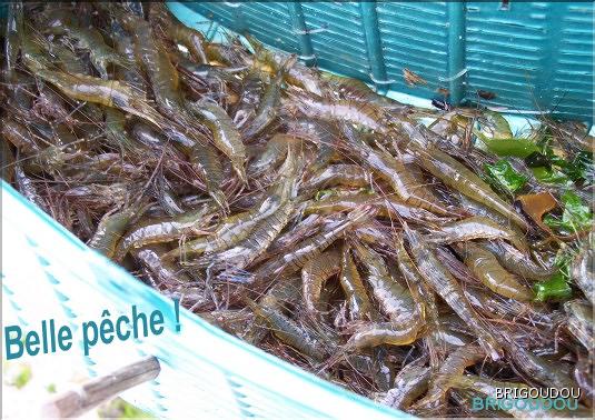 Crevettes - bouquets 1.JPG