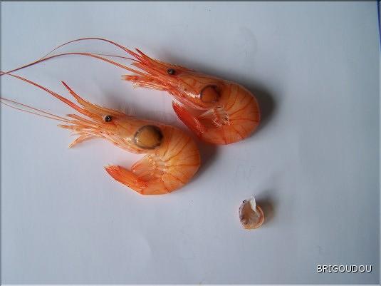 Crevettes parasit&eacute;es par un Bopyre.jpg