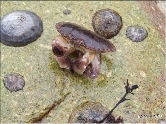 Dormeur - juv&eacute;nile d&eacute;rang&eacute;.jpg